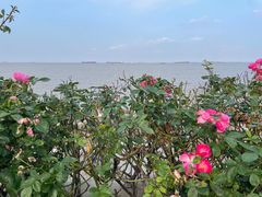 -上海滨江森林公园