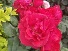 -大桥道糕点食品店(津塘路店)