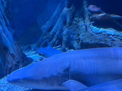 -太平洋海底世界