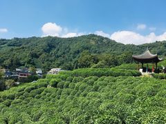 -龙井村