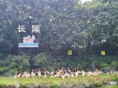 -广州长隆飞鸟乐园