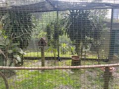 -吉隆坡雀鸟公园