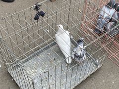 -哈尔滨道外花鸟鱼市场