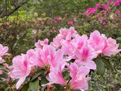 -广东花都湖国家湿地公园