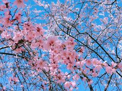 -桃花堤公园