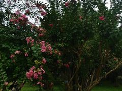 -石家庄市植物园