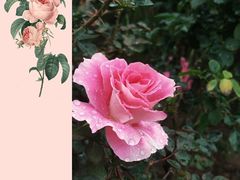 -香蜜公园