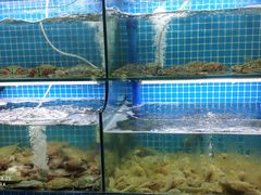 水产区-老东镇啤酒屋海鲜加工·蒸汽海鲜·海鲜烧烤(台东店)