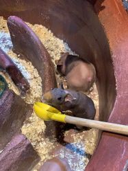 -奇幻萌宠部落(映月湖环宇城店)