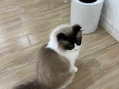 -李小姐の猫咖啡馆(五角场店)