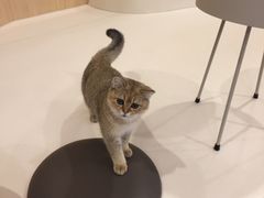 -飞行喵MR PILOT|猫舍·猫咖(静安大融城店)