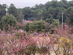 -铁山坪森林公园