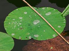 -荷塘月色湿地公园·向阳花洲