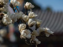 -西安市广仁寺