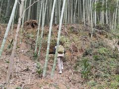 -上海佘山国家森林公园天马山园