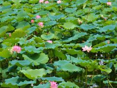 -荔湾湖公园