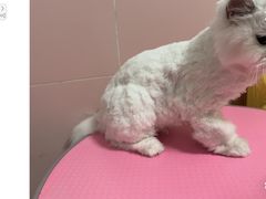 -猫苑生活馆