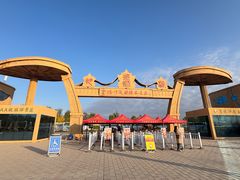-金塔沙漠胡杨林景区