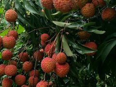 -银瓶嘴森林公园
