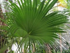 -北京植物园-展览温室