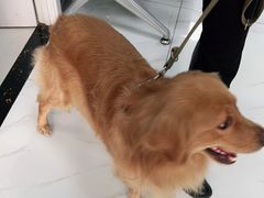 -乖乖宠物医院·猫科·急重症中心(车站北路分院)