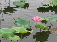 -荷塘月色湿地公园·向阳花洲