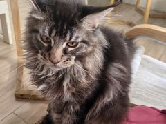 -李小姐の猫咖啡馆(五角场店)