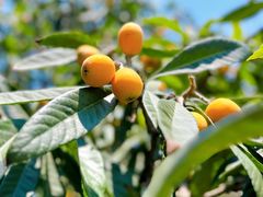 -塘栖枇杷特色园区