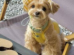 -J Create城市露营咖啡·简餐·宠物(上海动物园店)