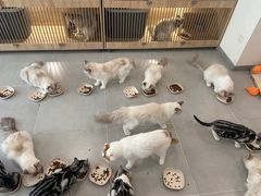 -有喵·猫咖·狗咖·30几只猫10只小狗(岗厦店)