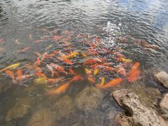 -深圳仙湖植物园