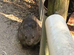 -费瑟代尔野生动物园