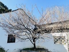 -香雪海