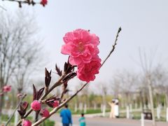 -天津东丽湖风景区