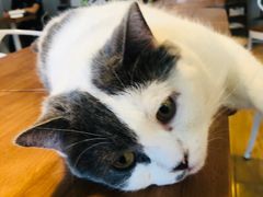 -Cappucimeow猫咪咖啡馆(韦伯时代店)