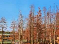 -白鹭湾湿地公园