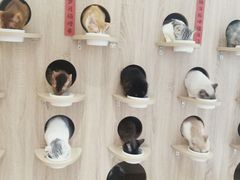 -Umiao与猫咖啡 猫咖