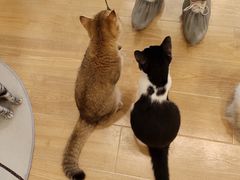 -有喵·猫咖·狗咖·30几只猫10只小狗(岗厦店)