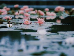 -白鹭湾湿地公园