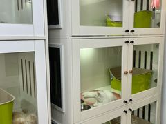 -青奢宠物·青奢猫舍