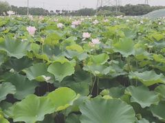 -梁鸿国家湿地公园