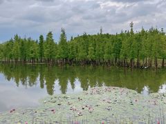 -白鹭湾湿地公园