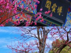 -梅花山(明孝陵内)