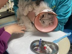 -乖乖宠物医院·猫科·急重症中心(车站北路分院)