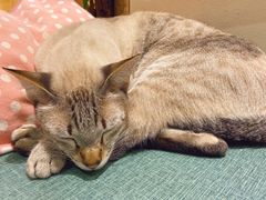 -藏猫猫咖啡主题馆(中央大道店)