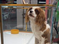 -FAELING PETS美天灵宠物(合生汇店)