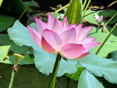 -荔湾湖公园