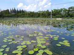 -上海长兴岛郊野公园