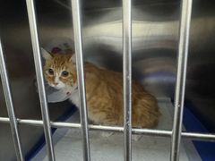 -中农国际动物医院24小时·猫科·骨科·急重症中心