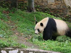 -卧龙中华大熊猫苑神树坪基地